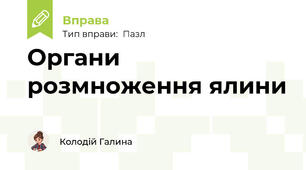 Органи розмноження ялини