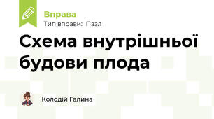 Схема внутрішньої будови плода
