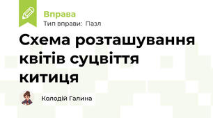 Схема розташування квітів суцвіття китиця