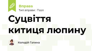 Суцвіття китиця люпину