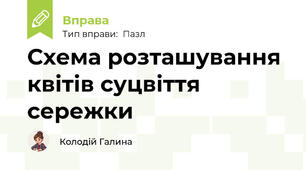 Схема розташування квітів суцвіття сережки