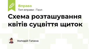 Схема розташування квітів суцвіття щиток