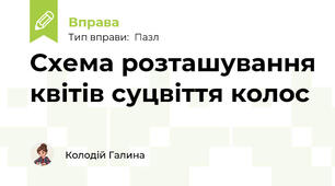 Схема розташування квітів суцвіття колос