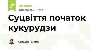 Суцвіття початок кукурудзи