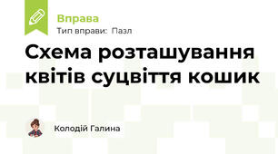 Схема розташування квітів суцвіття кошик