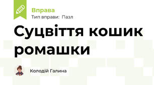 Суцвіття кошик ромашки