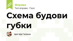 Схема будови губки