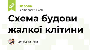 Схема будови жалкої клітини