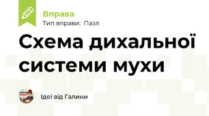 Схема дихальної системи мухи