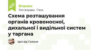 Схема розташування органів кровоносної, дихальної і видільної систем у таргана