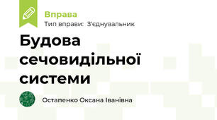 Будова сечовидільної системи