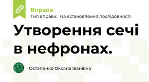 Утворення сечі в нефронах.
