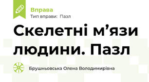 Скелетні м’язи людини. Пазл