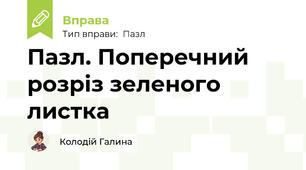 Пазл. Поперечний розріз зеленого листка